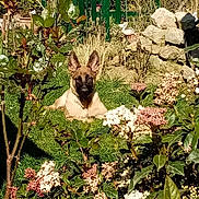 Suzy a rejoint le concours — aidez-le/la à gagner de superbes lots ! dog, grass, garden, flowers, plants, greenery, sunlight, nature, outdoor, pet, canine, ears, relaxed, summer, bushes, rocks, yard, daytime, animal, flora