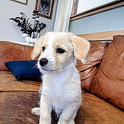 Snowball is registered to the contest to win money with this photo: puppy, dog, brown_leather_couch, indoor, home_interior, window, curtains, framed_art, plant, decor, pet, young_dog, sitting, cute, fur, ears, nose, black_eyes, paw, cozy