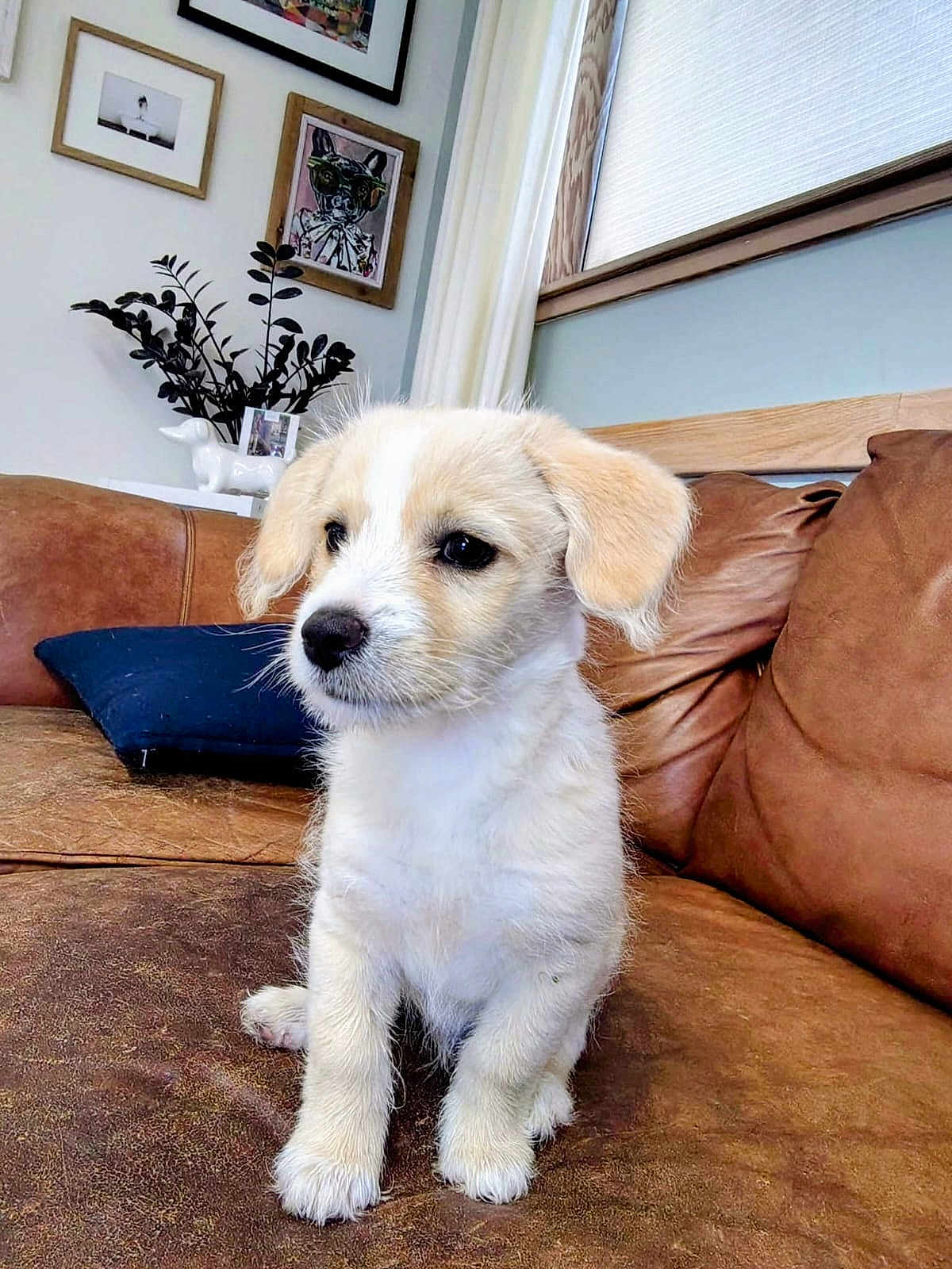 Snowball is registered to the contest to win money with this photo: puppy, dog, brown_leather_couch, indoor, home_interior, window, curtains, framed_art, plant, decor, pet, young_dog, sitting, cute, fur, ears, nose, black_eyes, paw, cozy