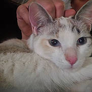 Stevie Nicks is registered to the contest to win money with this photo: cat, close_up, pet, fur, pink_nose, eyes, hand, comfort, snuggle, animal, indoor, cute, whiskers, feline, resting, soft, cozy, portrait, domestic_cat, mammal