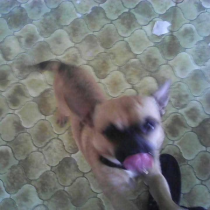Lascar