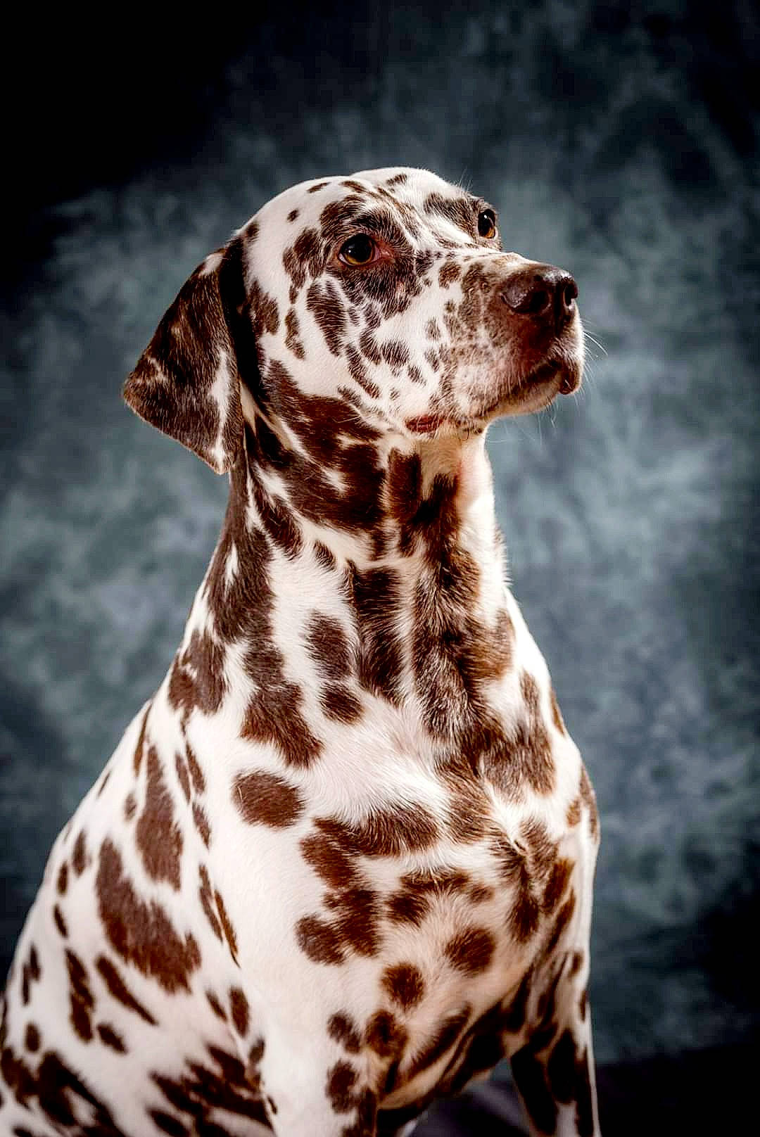 Gossip Girl participe au concours pour gagner de l'argent avec cette photo : canidae, carnivore, companion_dog, dalmatian, dog, dog_breed, drawing, fawn, fur, illustration, monochrome_photography, non_sporting_group, organism, painting, pattern, snout, sporting_group, terrestrial_animal, whiskers, wildlife