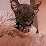 sphynx_cat, cat, hairless, close_up, collar, bell, blanket, sweater, cozy, indoor, pet, animal, furless, portrait, cute, whiskers, ears, face, soft_texture, warm_lighting