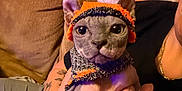 Charles joined the competition — help win amazing prizes! sphynx_cat, cat, pet, hairless_cat, knit_hat, knit_scarf, person, tattoo, hand, couch, blanket, indoor, cozy, close_up, animal, cute, portrait, warm_colors, holding, domestic