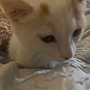 Coconut is registered to the contest to win money with this photo: kitten, cat, close_up, white, orange, fur, pet, animal, indoor, blanket, texture, soft, cute, young, whiskers, ears, face, nose, sleepy, cozy