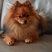 Sissi a rejoint le concours — aidez-le/la à gagner de superbes lots ! dog, pomeranian, fluffy, pet, animal, couch, leather, indoor, fur, small_dog, cute, sitting, brown_fur, face, ears, paw, domestic_animal, companion, relaxing, cozy