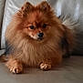 dog, pomeranian, fluffy, pet, animal, couch, leather, indoor, fur, small_dog, cute, sitting, brown_fur, face, ears, paw, domestic_animal, companion, relaxing, cozy