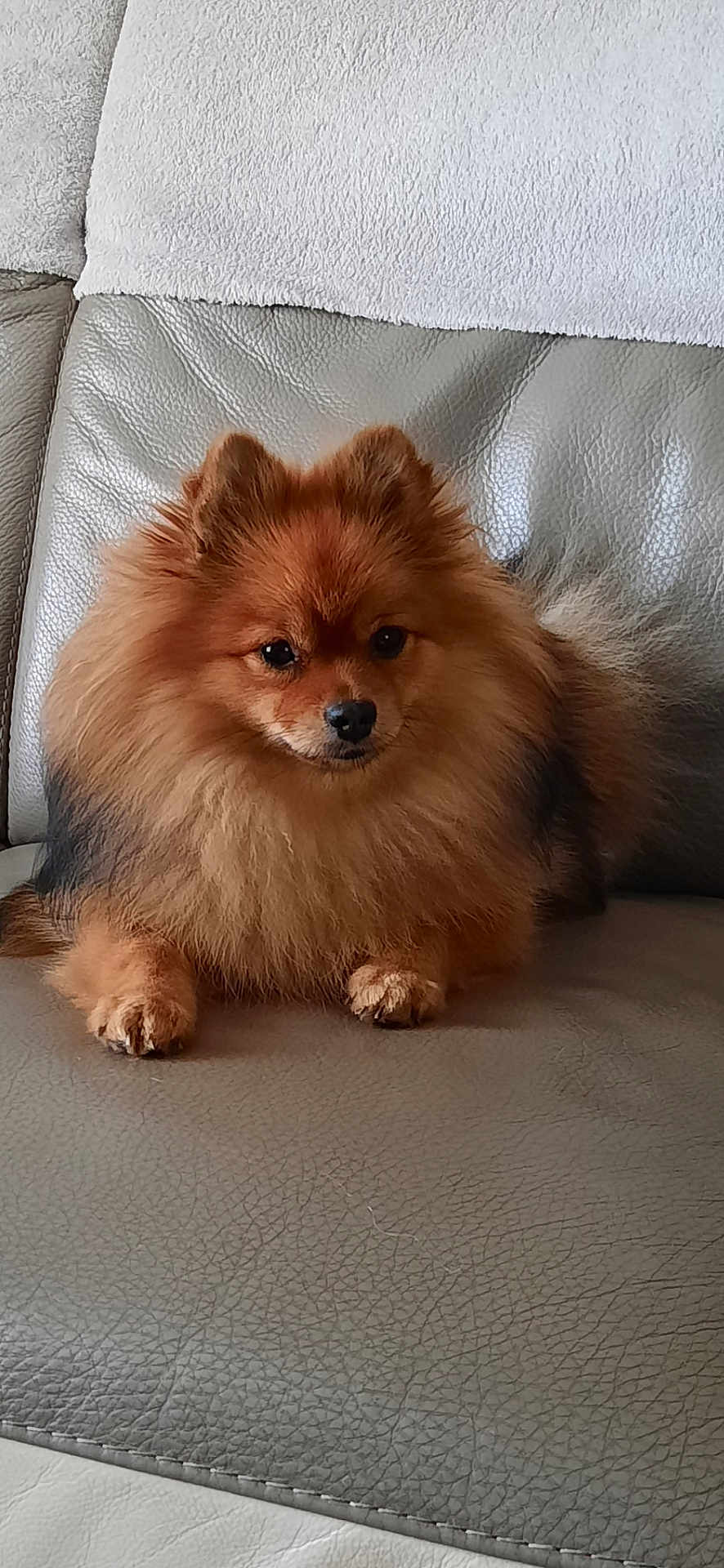 Sissi a rejoint le concours — aidez-le/la à gagner de superbes lots ! dog, pomeranian, fluffy, pet, animal, couch, leather, indoor, fur, small_dog, cute, sitting, brown_fur, face, ears, paw, domestic_animal, companion, relaxing, cozy