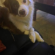 Pebbles joined the competition — help win amazing prizes! dog, pet, couch, leather, crossed_paws, brown_and_white, indoor, living_room, carpet, table, collar, furniture, relaxed, cute, canine, domestic_animal, household, animal_portrait, cozy, christmas_tree