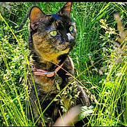 Kali is registered to the contest to win money with this photo: cat, tortoiseshell_cat, grass, greenery, wildflowers, outdoor, nature, collar, pet, animal, alert, eyes, feline, summer, sunlight, plants, closeup, mammal, quiet, environment