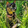 alert, animal, cat, closeup, collar, environment, eyes, feline, grass, greenery, mammal, nature, outdoor, pet, plants, quiet, summer, sunlight, tortoiseshell_cat, wildflowers