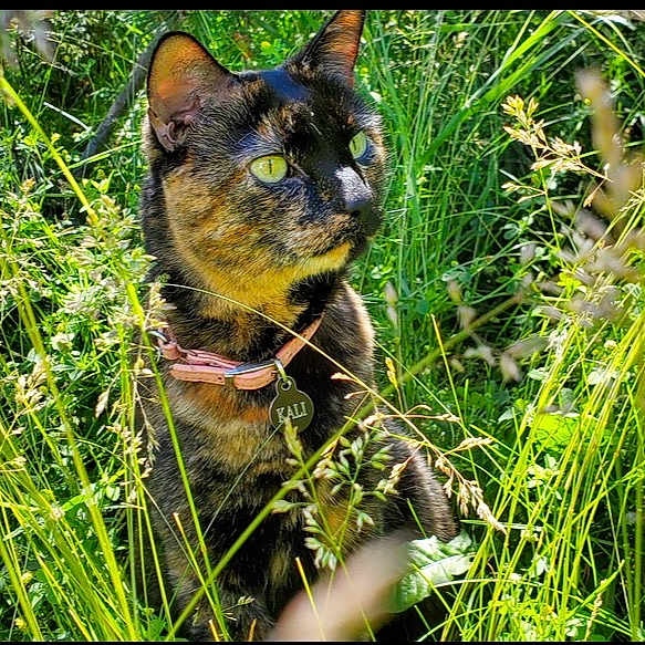 Kali is registered to the contest to win money with this photo: cat, tortoiseshell_cat, grass, greenery, wildflowers, outdoor, nature, collar, pet, animal, alert, eyes, feline, summer, sunlight, plants, closeup, mammal, quiet, environment