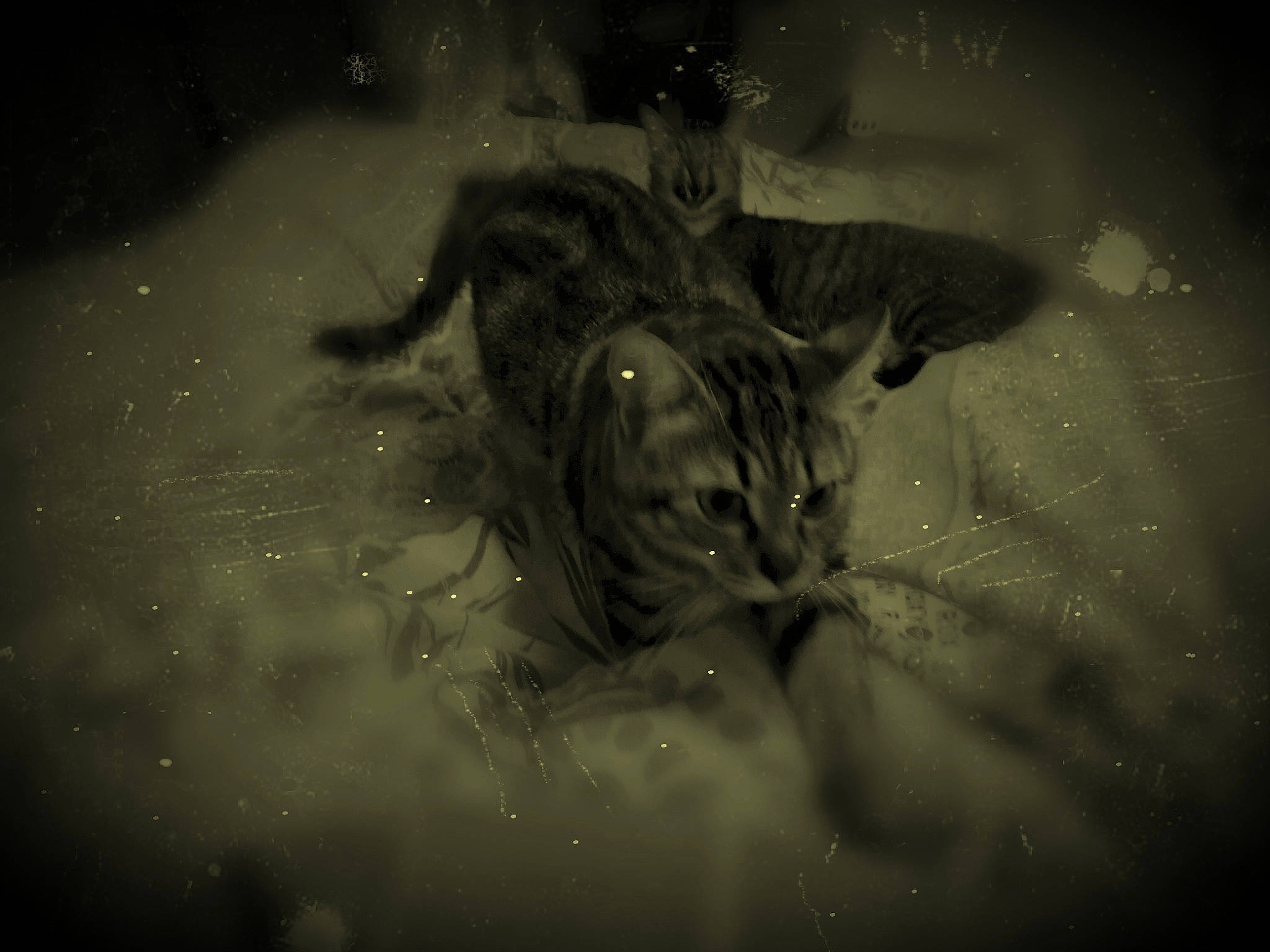 Mystique participe au concours pour gagner de l'argent avec cette photo : art, big_cats, black, black_and_white, carnivore, cat, darkness, eye, felidae, monochrome, monochrome_photography, night, organism, photography, snout, space, style, whiskers, wildlife