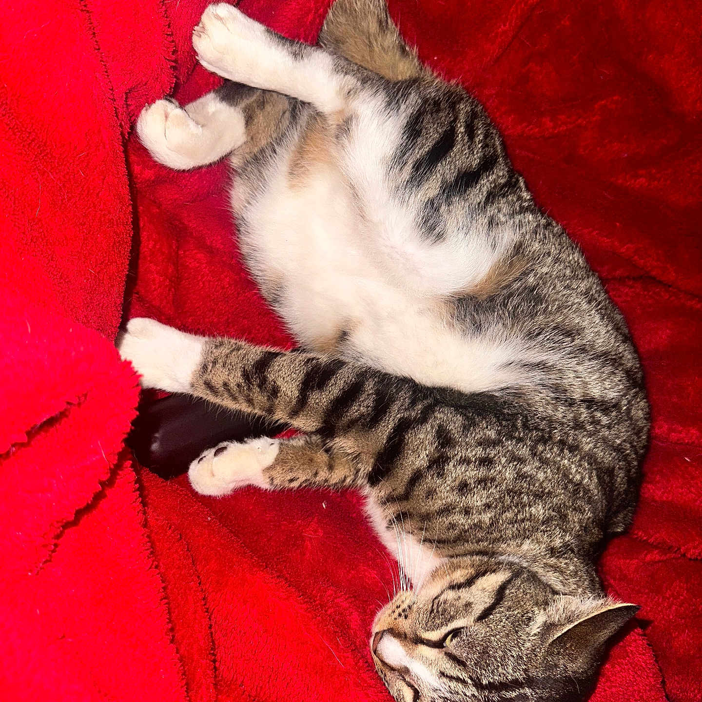 Urus a rejoint le concours — aidez-le/la à gagner de superbes lots ! abyssinian, animal, blanket, cat, couch, furniture, kitten, manx, person, pet, siamese, sleeping, towel, velvet
