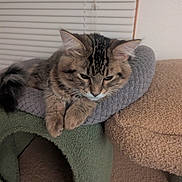 Oliver is registered to the contest to win money with this photo: cat, tabby, pet, animal, feline, fur, ears, whiskers, paws, indoor, cozy, bed, resting, relaxed, carpet, home, window_blinds, furniture, cute, sleepy