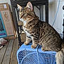 Oliver joined the competition — help win amazing prizes! cat, tabby_cat, box_fan, indoor, wooden_floor, pet, feline, sitting, side_view, fur, whiskers, ears, tail, cage, cord, household, curious, animal, domestic, portrait