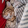 Oliver joined the competition — help win amazing prizes! cat, tabby, sleeping, cozy, blanket, red_cushion, fur, whiskers, closeup, resting, indoor, pet, cute, nap, soft, comfort, animal, feline, striped, relaxation