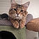 Oliver