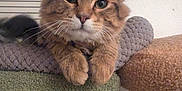Oliver joined the competition — help win amazing prizes! cat, tabby, pet, indoor, feline, ears, whiskers, paws, cat_tree, cozy, fur, animal, window_blinds, relaxed, cute, looking_at_camera, close_up, domestic_cat, mammal, resting