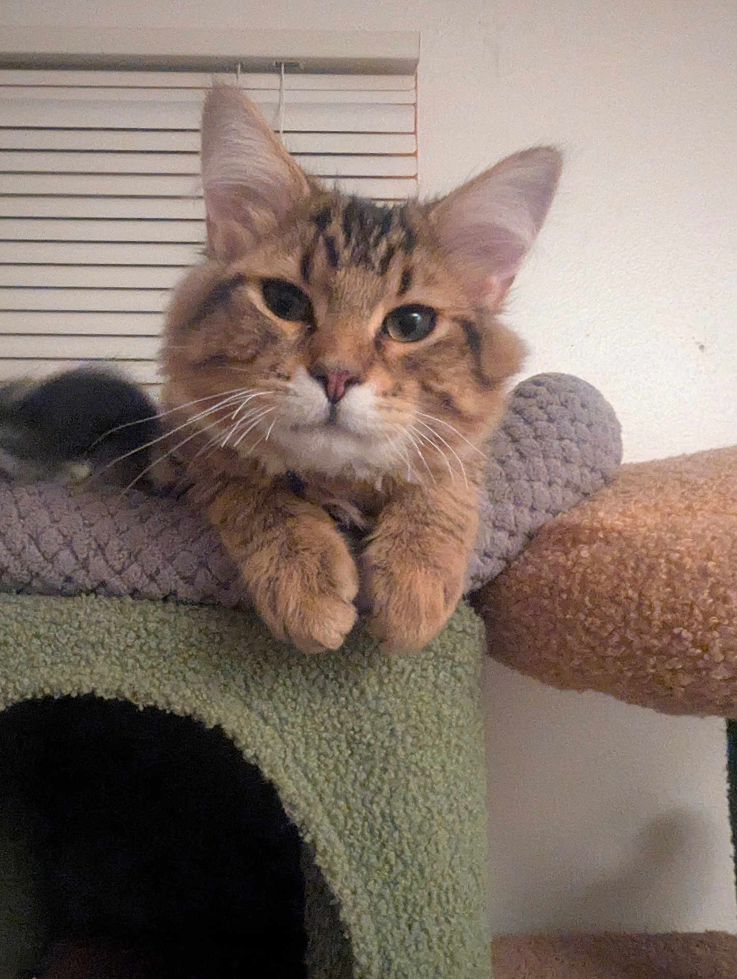 Oliver