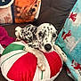 animal, blanket, couch, cozy, cute, dalmatian, decor, dog, fur, green, holiday, indoor, pet, pillow, puppy, red, resting, snowman, spot, white