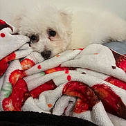 Teddy is registered to the contest to win money with this photo: puppy, dog, white, fluffy, blanket, soft, cozy, indoor, cute, pet, animal, fur, resting, sleepy, comfort, warm, lying_down, adorable, bedroom, snuggled