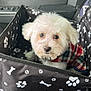 dog, pet_carrier, plaid_jacket, white_dog, fluffy, car_interior, seatbelt, paw_prints, bones_pattern, pet_accessory, animal, cute, small_dog, looking_up, cozy, transport, travel, car_seat, canine, companion
