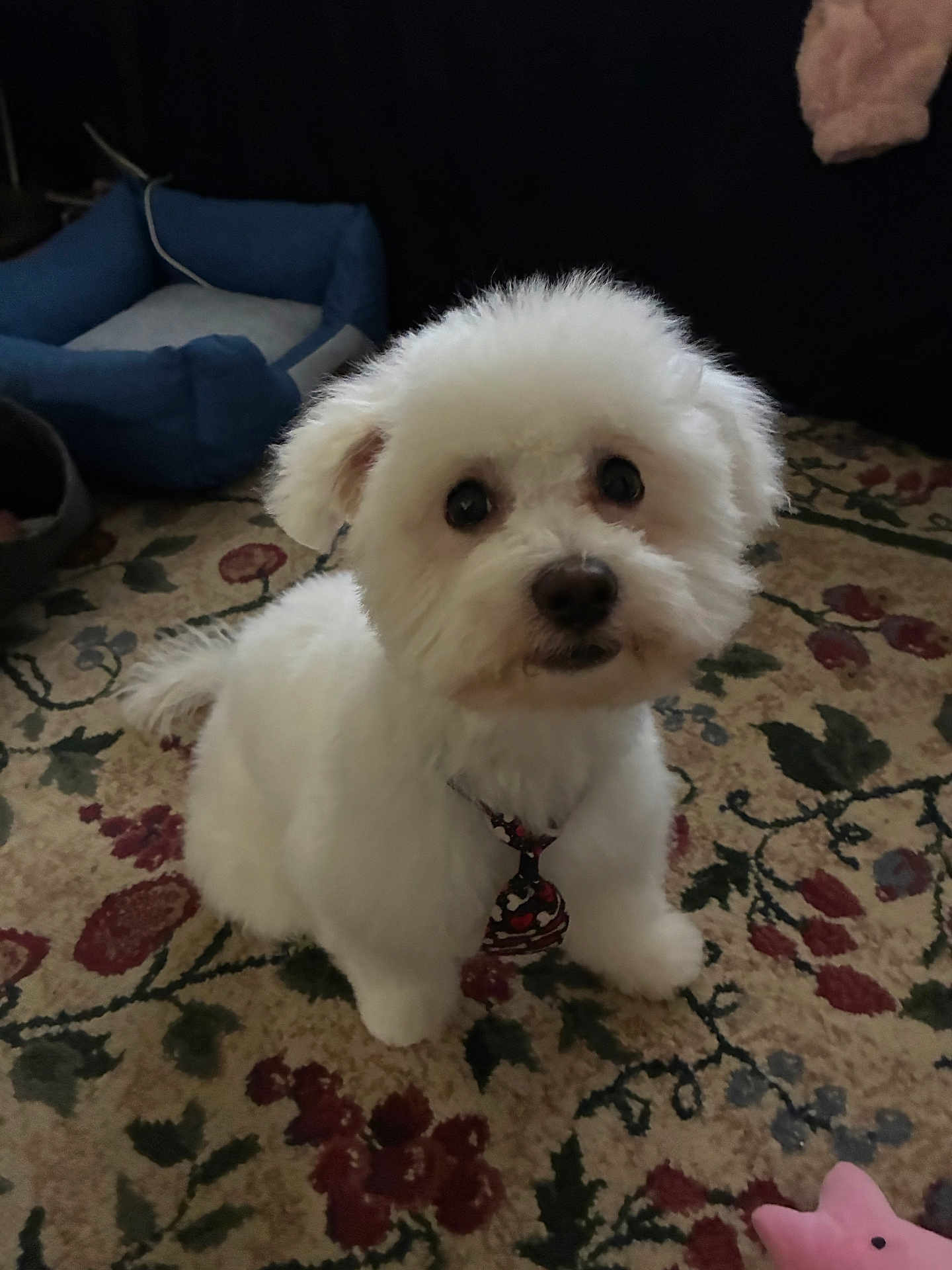 Teddy joined the competition — help win amazing prizes! dog, white_dog, fluffy, pet, indoor, carpet, patterned_carpet, animal, cute, small_dog, toy, dog_bed, furniture, floor, looking_up, sitting, tie, domestic_animal, companion, adorable