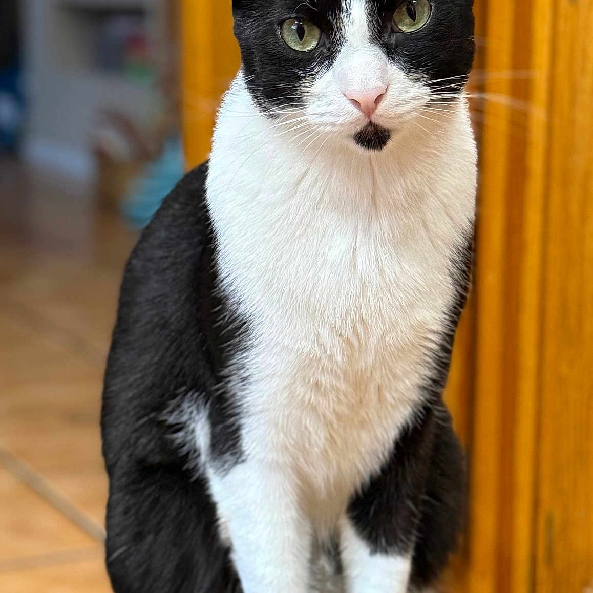 Shapoonie is registered to the contest to win money with this photo: animal, black_and_white, cat, closeup, curled_tail, domestic_animal, ears, eyes, feline, floor, fur, household, indoor, pet, portrait, sitting, stool, tail, whiskers, wooden_cabinet