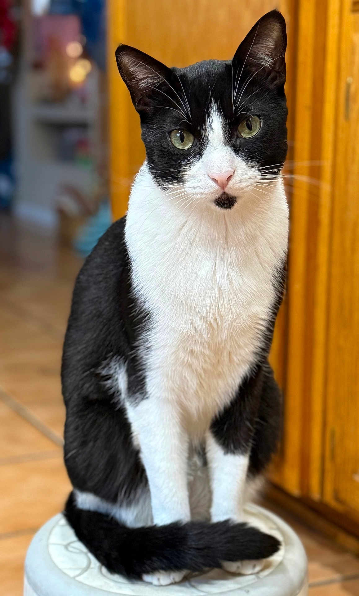 Shapoonie is registered to the contest to win money with this photo: cat, black_and_white, sitting, tail, indoor, stool, fur, whiskers, ears, eyes, floor, wooden_cabinet, pet, domestic_animal, portrait, feline, curled_tail, closeup, animal, household