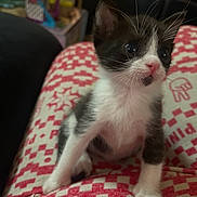 Shapoonie is registered to the contest to win money with this photo: kitten, cat, black_and_white, pet, animal, young, cute, whiskers, pink_nose, fur, indoor, patterned_fabric, sitting, small, curious, closeup, front_paws, feline, soft, adorable