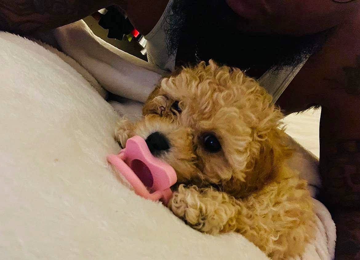 Hennessyy is registered to the contest to win money with this photo: car_seat, carnivore, companion_dog, dog, dog_breed, dog_supply, fawn, fur, labradoodle, paw, poodle_crossbreed, puppy_love, shih_poo, small_terrier, sporting_group, terrier, toy_dog, water_dog, working_animal, yorkipoo