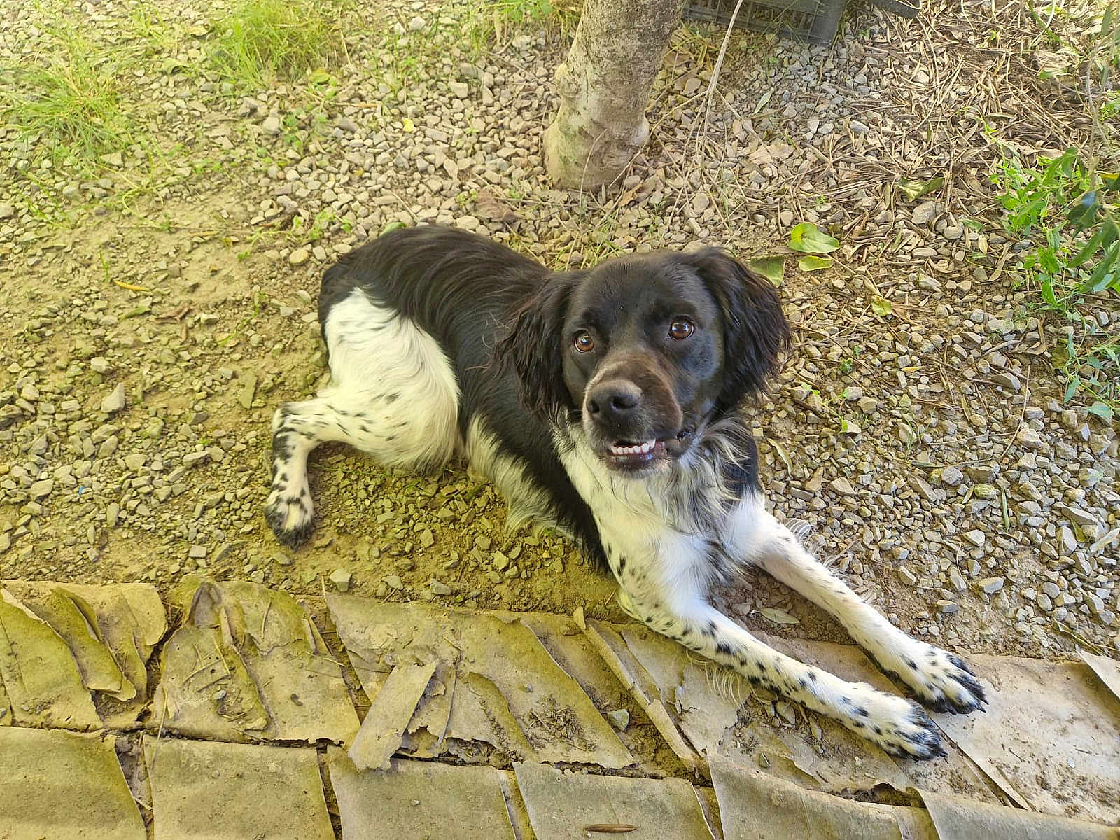 Vino participe au concours pour gagner de l'argent avec cette photo : animal, black_and_white, canine, companion, dirt, dog, earthy, expressive_face, gravel, greenery, looking_up, lying_down, mammal, nature, outdoor, pet, playful, relaxed, spotted_legs, tree_trunk