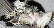Vino a rejoint le concours — aidez-le/la à gagner de superbes lots ! belly_up, black_and_white, couch, cuddling, dogs, floppy_ears, funny, fur, gray_fabric, indoors, nap, paws, pets, portrait, puppies, relaxed, resting, sleeping, spotted, tongue