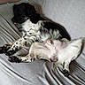 belly_up, black_and_white, couch, cuddling, dogs, floppy_ears, funny, fur, gray_fabric, indoors, nap, paws, pets, portrait, puppies, relaxed, resting, sleeping, spotted, tongue