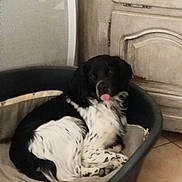 Vino participe au concours pour gagner de l'argent avec cette photo : animal, black_and_white, cabinet, cozy, dog, dog_bed, floppy_ears, heater, home, indoor, long_fur, lying_down, pet, portrait, relaxed, sitting, spotted_fur, tile_floor, tongue_out, white_chest