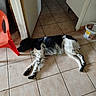 animal, black_and_white, dog, doorway, floppy_ears, hallway, home, indoor, kitchen, long_hair, lying_down, pet, photography, plastic_container, red_chair, relaxed, resting, sleeping, spotted, tile_floor