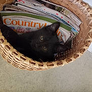 Boo joined the competition — help win amazing prizes! abyssinian, accessories, animal, bag, basket, bed, blackcat, box, cat, furniture, handbag, hardwood, kitten, manx, pet, shoppingbasket, text, totebag, wood