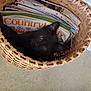 abyssinian, accessories, animal, bag, basket, bed, blackcat, box, cat, furniture, handbag, hardwood, kitten, manx, pet, shoppingbasket, text, totebag, wood