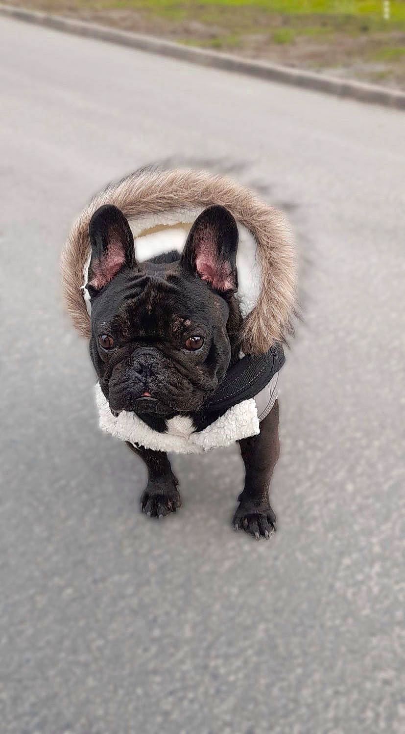 Pandor participe au concours pour gagner de l'argent avec cette photo : bulldog, canidae, carnivore, collar, companion_dog, dog, dog_breed, dog_collar, ear, fawn, french_bulldog, grass, non_sporting_group, snout, sporting_group, terrestrial_animal, toy_dog, whiskers, working_animal, wrinkle