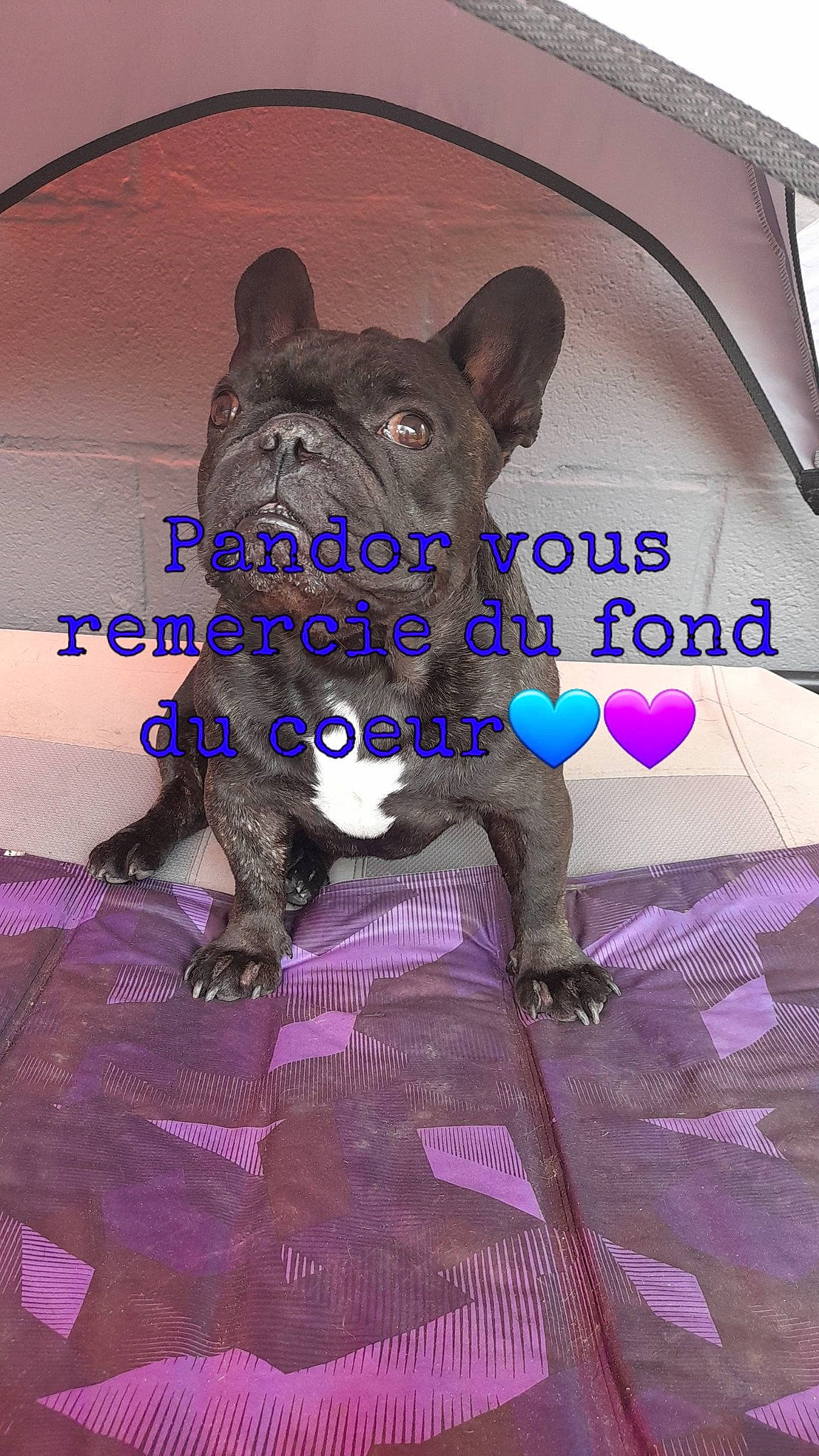Pandor participe au concours pour gagner de l'argent avec cette photo : art, canidae, carnivore, companion_dog, dog_breed, electric_blue, fawn, felidae, fictional_character, font, fur, grey, magenta, purple, sculpture, snout, terrestrial_animal, toy_dog, violet, whiskers
