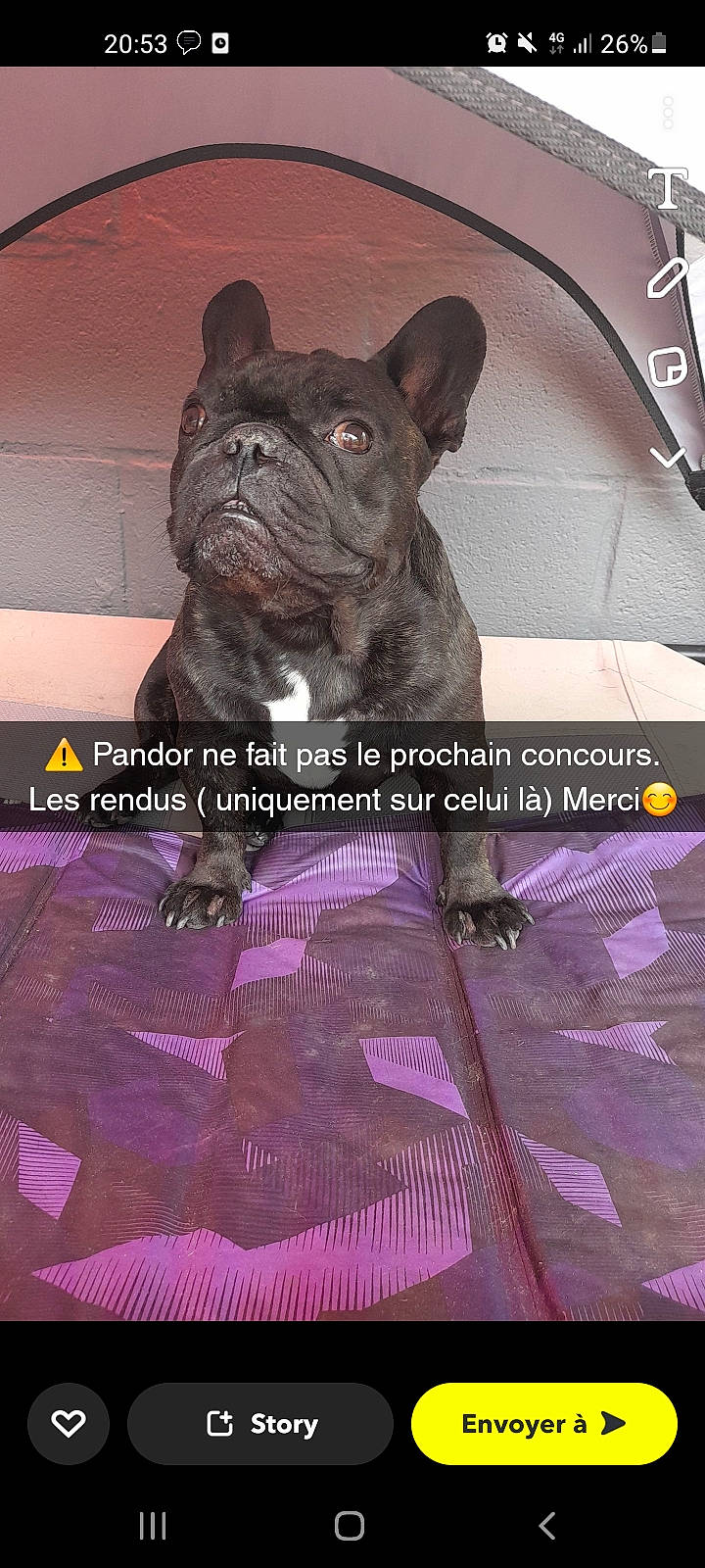 Pandor participe au concours pour gagner de l'argent avec cette photo : ancient_dog_breeds, bulldog, carnivore, companion_dog, dog, dog_breed, fictional_character, font, internet_meme, magenta, molosser, non_sporting_group, photo_caption, snout, terrestrial_animal, toy_dog, whiskers, wrinkle
