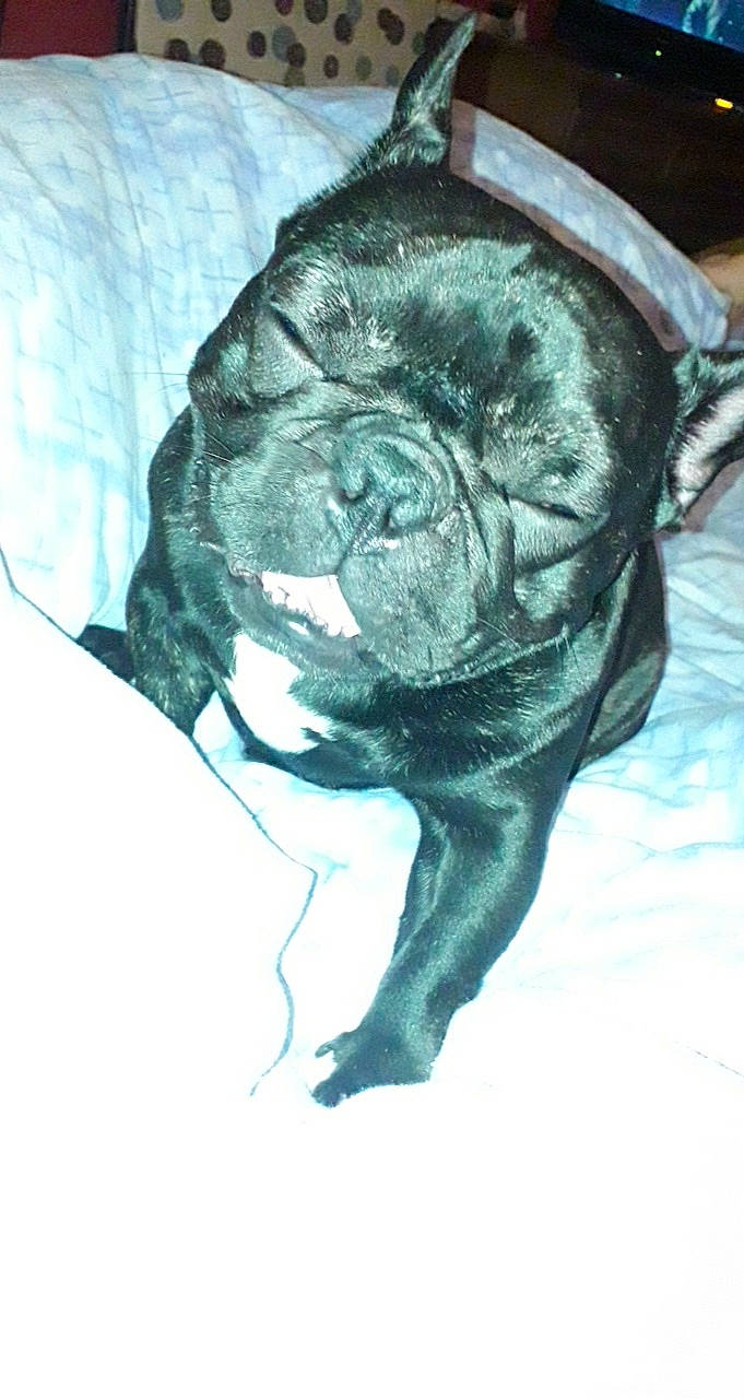 Nemo a rejoint le concours — aidez-le/la à gagner de superbes lots ! canidae, darkness, dog, dog_breed, electric_blue, fashion_accessory, flower, garden_roses, guard_dog, monochrome_photography, personal_protective_equipment, petal, rose, rose_family, rose_order, sporting_group, still_life_photography, toy_dog, window, wrinkle