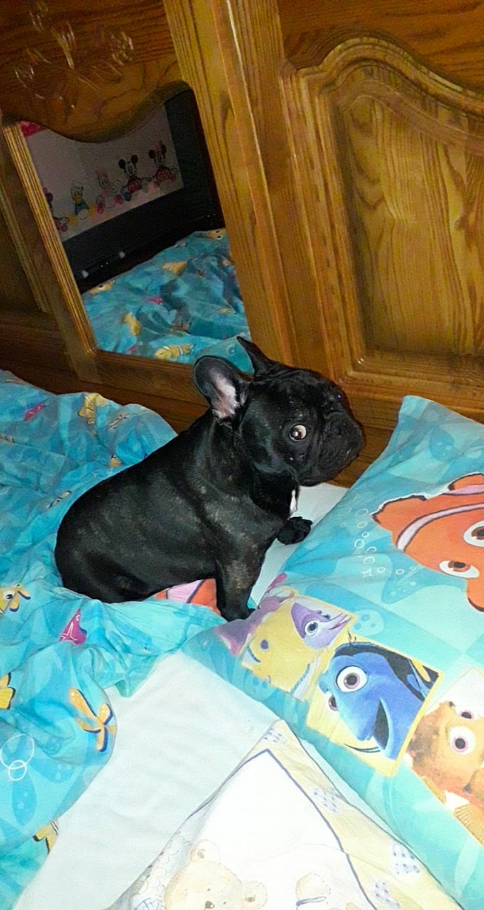 Nemo participe au concours pour gagner de l'argent avec cette photo : cabinetry, canidae, carnivore, comfort, companion_dog, dog, dog_breed, dog_supply, electric_blue, fawn, felidae, flooring, hardwood, linens, room, sporting_group, toy_dog, whiskers, wood, working_animal