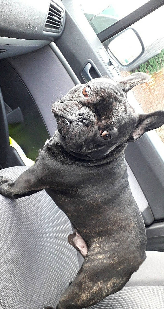 Nemo a rejoint le concours — aidez-le/la à gagner de superbes lots ! automotive_window_part, canidae, car_seat, carnivore, collar, companion_dog, daylighting, dog, dog_breed, dog_collar, fixture, french_bulldog, grey, liver, non_sporting_group, old_english_bulldog, snout, vehicle_door, whiskers, working_animal