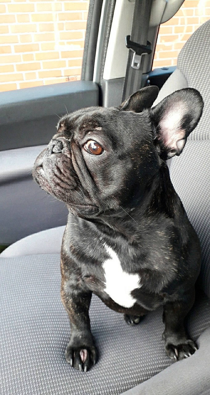 Nemo a rejoint le concours — aidez-le/la à gagner de superbes lots ! bulldog, canidae, carnivore, collar, companion_dog, dog, dog_breed, dog_collar, fawn, french_bulldog, mammal, non_sporting_group, pet_supply, silver, skin, snout, toy_dog, vehicle_door, whiskers, working_animal