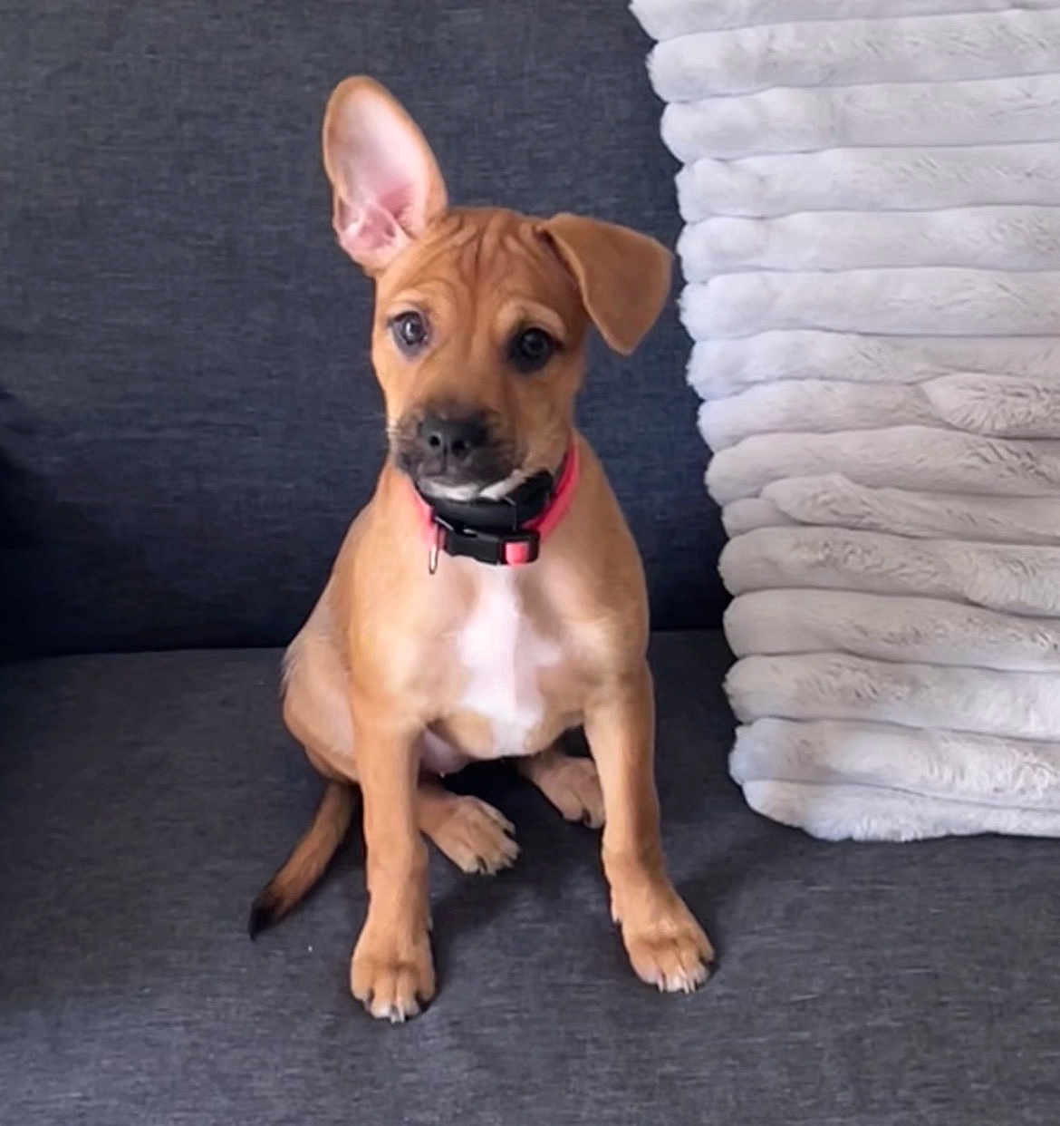 Nala participe au concours pour gagner de l'argent avec cette photo : puppy, dog, pet, brown, sitting, ears, collar, couch, blanket, indoor, cute, fur, animal, young, domestic_animal, looking, front_view, expression, companion, household