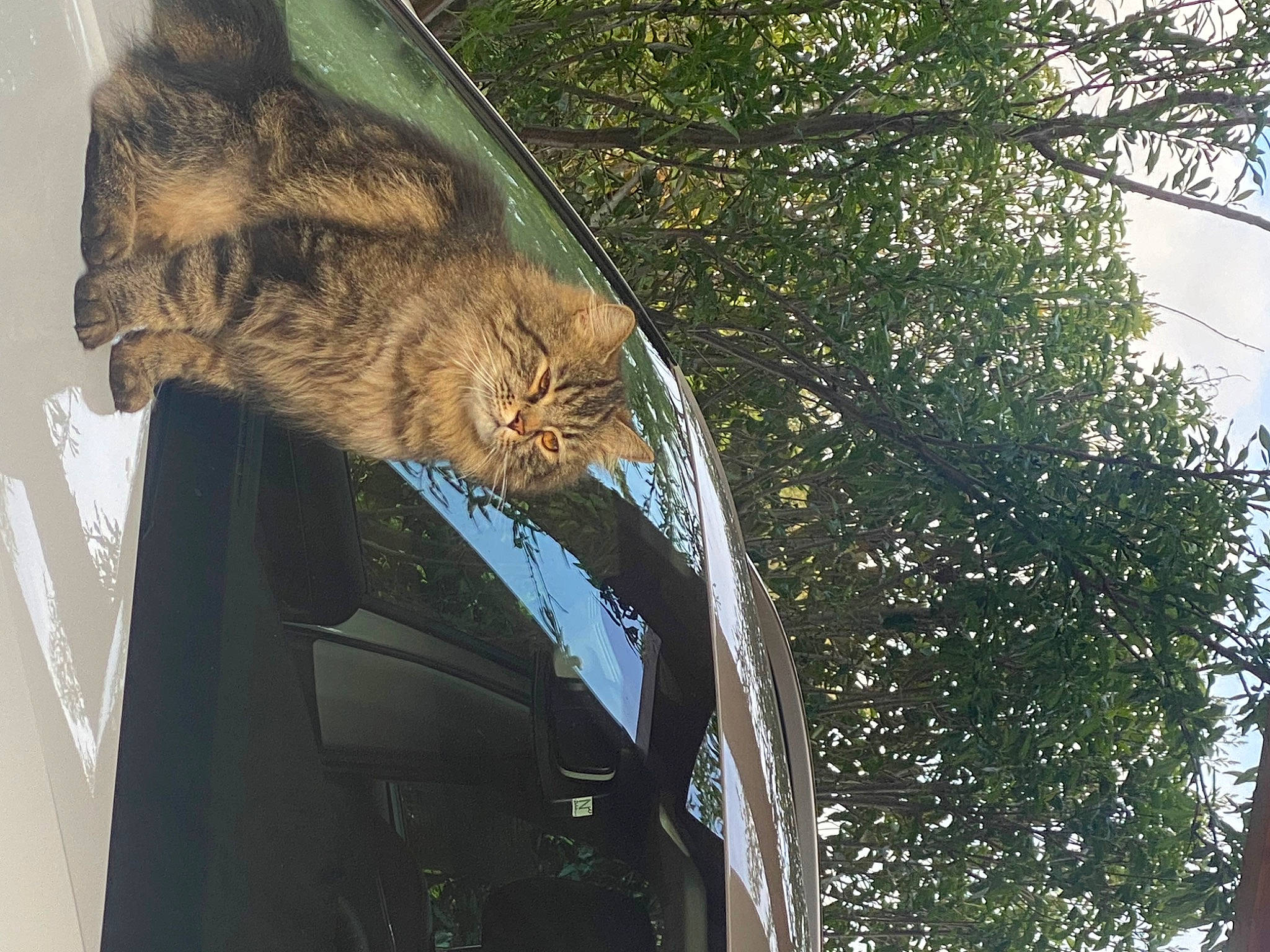 Salto a rejoint le concours — aidez-le/la à gagner de superbes lots ! automotive_exterior, automotive_lighting, big_cats, carnivore, cat, fawn, felidae, plant, small_to_medium_sized_cats, snout, tail, terrestrial_animal, tints_and_shades, tree, trunk, twig, vehicle_door, whiskers, wood, woody_plant