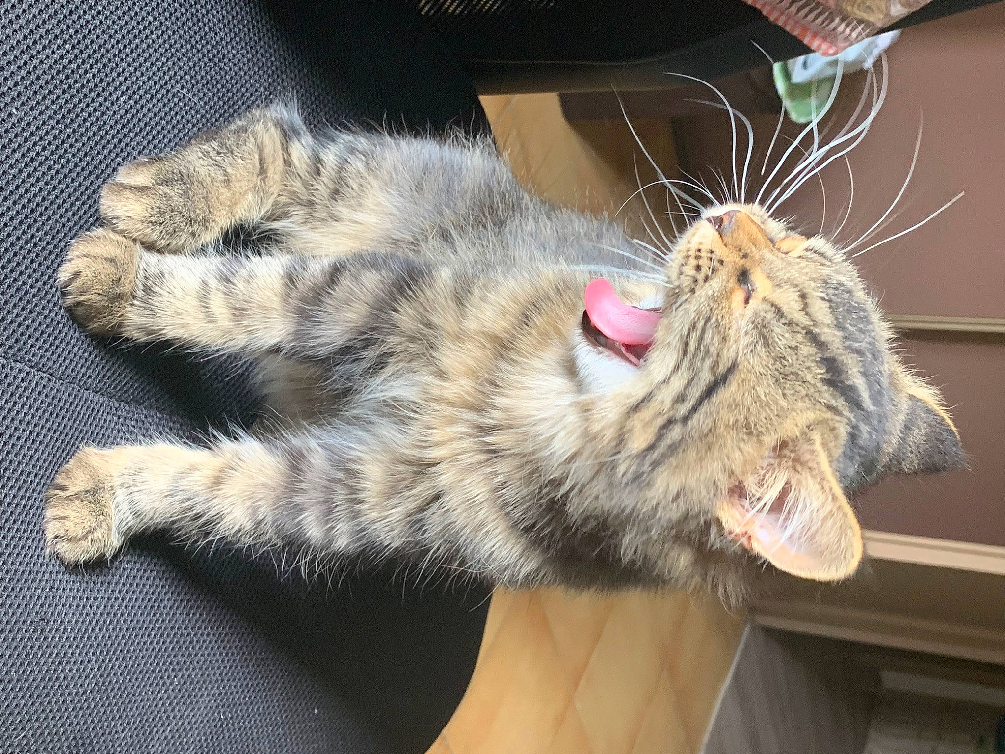 Salto participe au concours pour gagner de l'argent avec cette photo : carnivore, cat, claw, domestic_short_haired_cat, fang, felidae, foot, fur, natural_material, paw, small_to_medium_sized_cats, tail, terrestrial_animal, whiskers, yawn