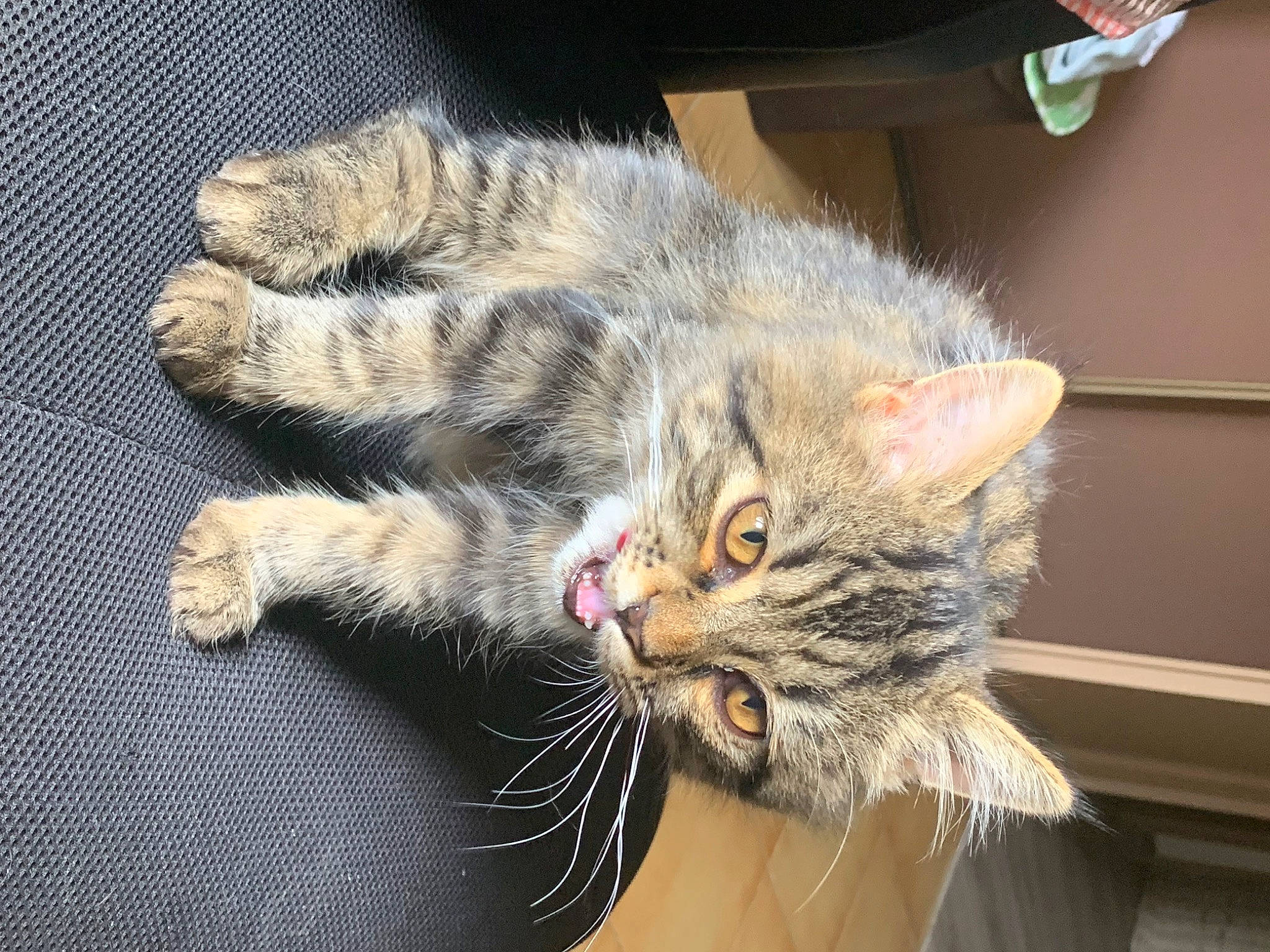 Salto participe au concours pour gagner de l'argent avec cette photo : carnivore, cat, claw, comfort, domestic_short_haired_cat, felidae, fur, paw, small_to_medium_sized_cats, snout, tail, terrestrial_animal, whiskers